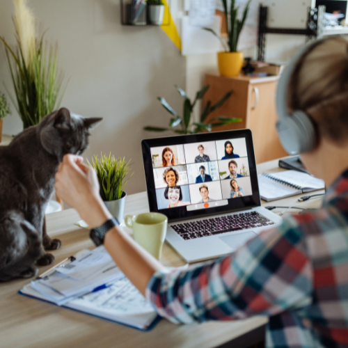 cat video chat